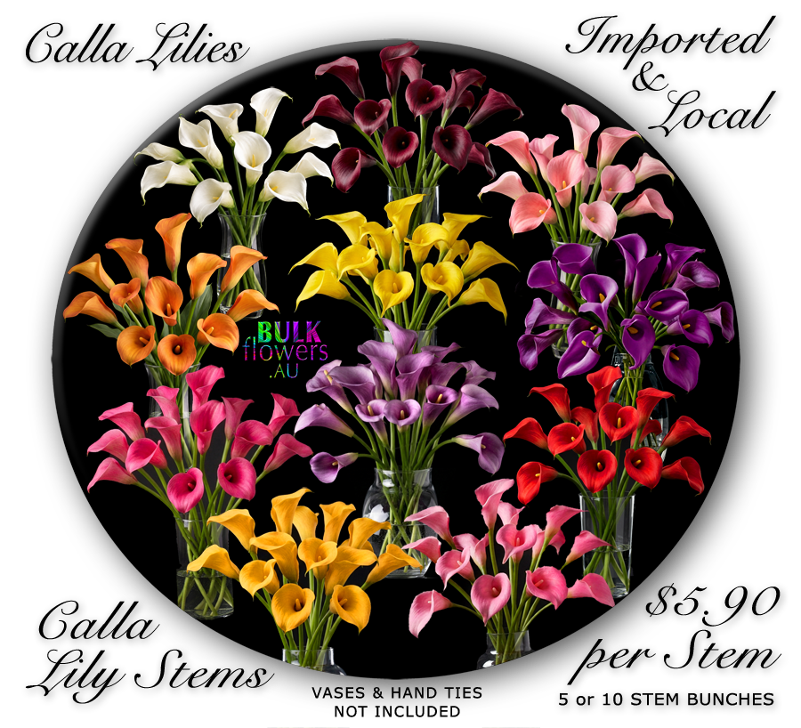 Calla Lilies